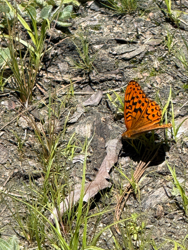 iNaturalist observation photo of Northwestern Fritillary