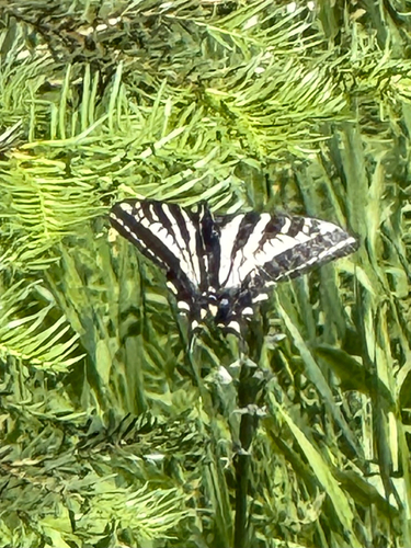 iNaturalist observation photo of Pale Swallowtail