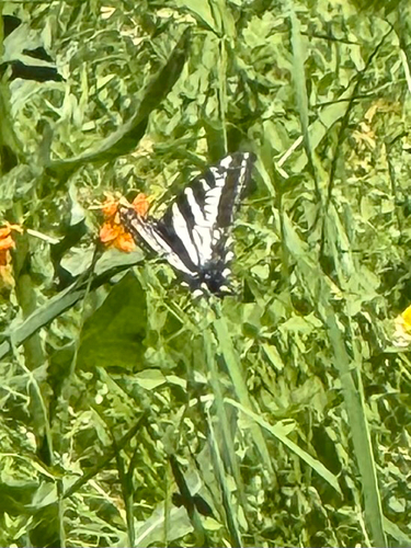 iNaturalist observation photo of Pale Swallowtail