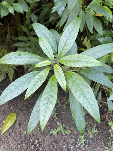 Kōtukutuku