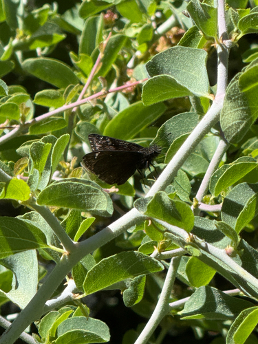iNaturalist observation photo of Duskywings