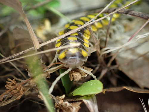 Sigmocheir furcata photo 4