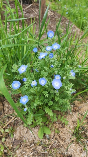 Nemophila menziesii observed 2026-06-30