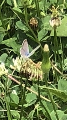 Lycaenidae