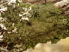 Pannaria athroophylla