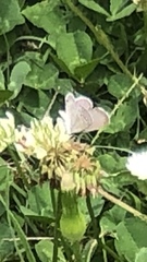 Lycaenidae