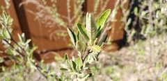 Elaeagnus