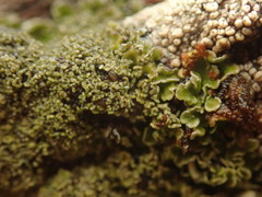 Pannaria athroophylla