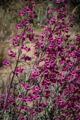 Penstemon parryi