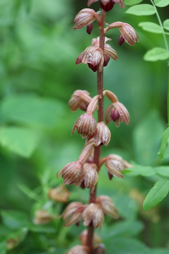 Corallorhiza striata, photograph 5