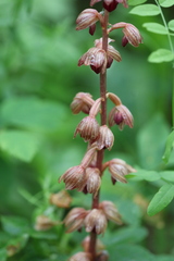 Corallorhiza striata, photograph (c) Rowan Fehr, some rights reserved (CC BY)