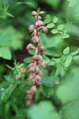 Corallorhiza striata, photograph (c) Rowan Fehr, some rights reserved (CC BY)