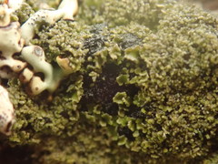 Pannaria athroophylla