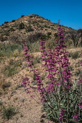 Penstemon parryi