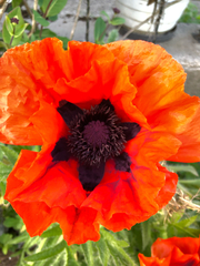Papaver orientale