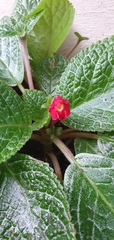 Episcia