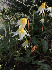 Erythronium helenae
