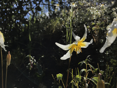 Erythronium helenae