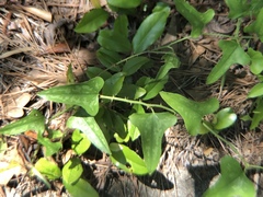 Smilax