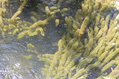 Ceratophyllum demersum