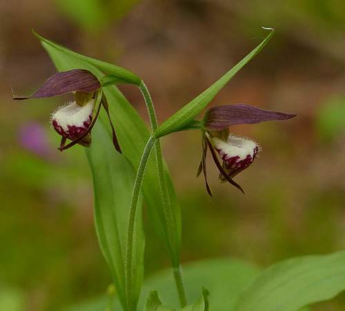 Ram's head lady's slipper (Cypripedium arietinum)