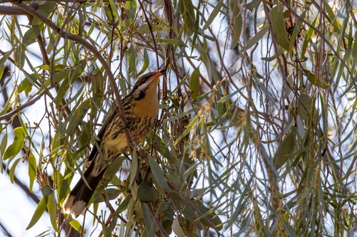 Spiny-cheeked Honeyeater