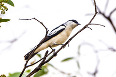 White-Winged Triller photo 3