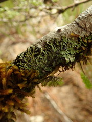 Pannaria xanthomelana
