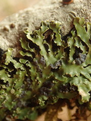 Pannaria xanthomelana