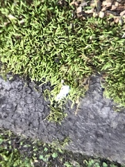 Fungi