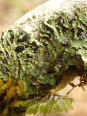 Pannaria xanthomelana