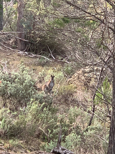 Red-necked Wallaby