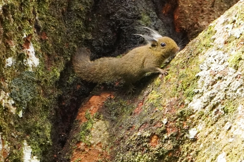 Tufted Pygmy Squirrel