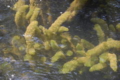 Ceratophyllum demersum