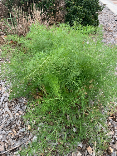 fennel