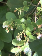 Vaccinium arboreum