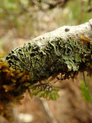 Pannaria xanthomelana