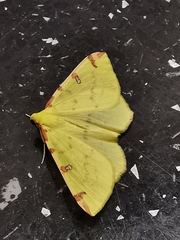 Opisthograptis luteolata