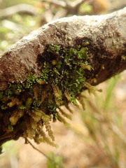 Pannaria pulverulacea