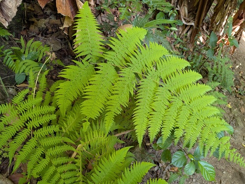 Macrothelypteris polypodioides observed 2026-06-11