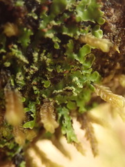 Pannaria pulverulacea