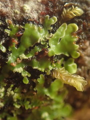 Pannaria pulverulacea