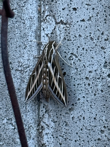 White-lined Sphinx