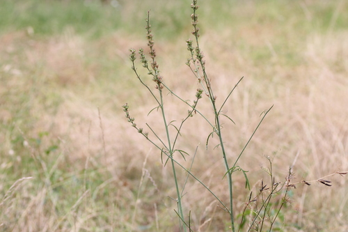 Sidalcea campestris, photograph 6