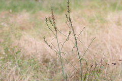 Sidalcea campestris, photograph (c) Conquest, some rights reserved (CC BY)