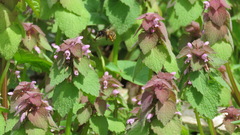 Anthophora