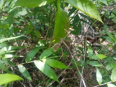 Stagmomantis domingensis