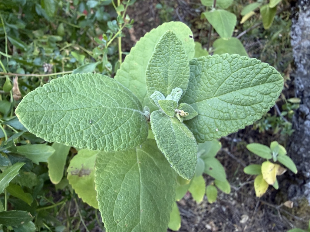 Lepechinia calycina; photograph (c) Qadry Anthony, some rights reserved (CC BY)