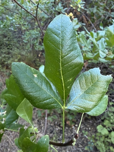 Ptelea crenulata, photograph 2