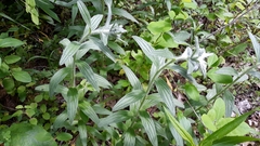 Lithospermum bejariense